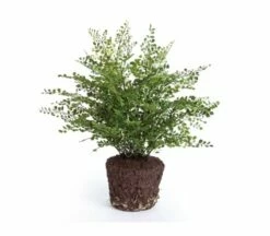 23″ Maidenhair Drop-In